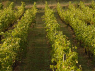 Agriculture-Vineyard